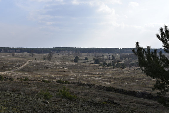 Trockenheit gefährdet den Wald auf dem Truppenübungsplatz © KS / Doreen Bierdel